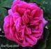 Ovid rose photo
