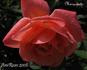 Marquisette rose photo
