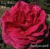 Lady Arthur Hill rose photo