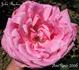 John Ruskin rose photo