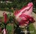 Flush o'Dawn rose photo