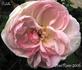 Delille rose photo