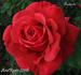 Andante rose photo