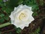 Avalanche+ rose photo