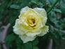 Barock rose photo