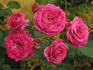 MAN 1/88 rose photo