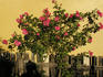 MAN 1/88 rose photo