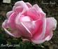 George Sand rose photo