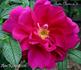 Rote Meer N5 rose photo