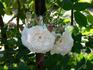 La Virginale rose photo