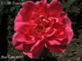 Jean C. N. Forestier rose photo
