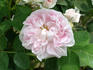 Alba Carnea rose photo