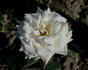 Blanche Colombe ® rose photo