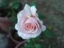 Geraldine Ferraro rose photo
