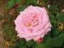 Guinevere rose photo