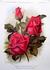 Dr. G. Krüger rose photo