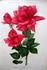 General-Superior Arnold Janssen rose photo