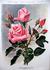 Madame Maurice de Luze rose photo