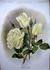 Stadtrat Glaser rose photo