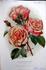Mrs. Sophia Neate rose photo