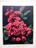 Graf Zeppelin rose photo
