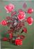 Helvetia rose photo