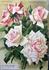 Mrs. Theodore Roosevelt rose photo