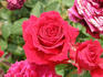 Josysigal rose photo