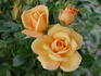 SAValode rose photo
