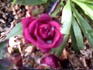 Saint Mary ™ rose photo