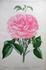 Princesse de Metternich rose photo