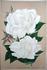 Jeanne Buatois rose photo