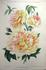 Madame S. Mottet rose photo