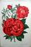 Ernest Morel rose photo