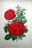 Madame Hardon rose photo