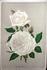Charlotte Gillemot rose photo