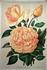 Madame Chauvry rose photo
