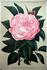 Baronne Nathaniel de Rothschild rose photo