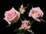 Bella Diana rose photo
