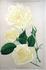 Joseph Bernacchi rose photo