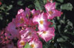Phlox Meidiland rose photo