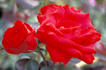 Royal Show rose photo