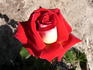 Royal Albert Hall rose photo