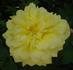 Polly Sunshine rose photo
