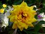 Woodstock rose photo