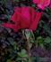 Burning Desire ™ rose photo