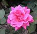 De Montarville rose photo