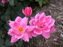 De Montarville rose photo