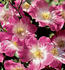 Good 'n Plenty ™ rose photo
