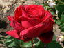 Hidalgo® rose photo